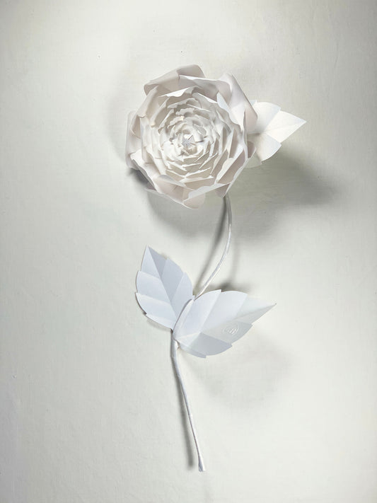 Everlasting Paper Peony - White