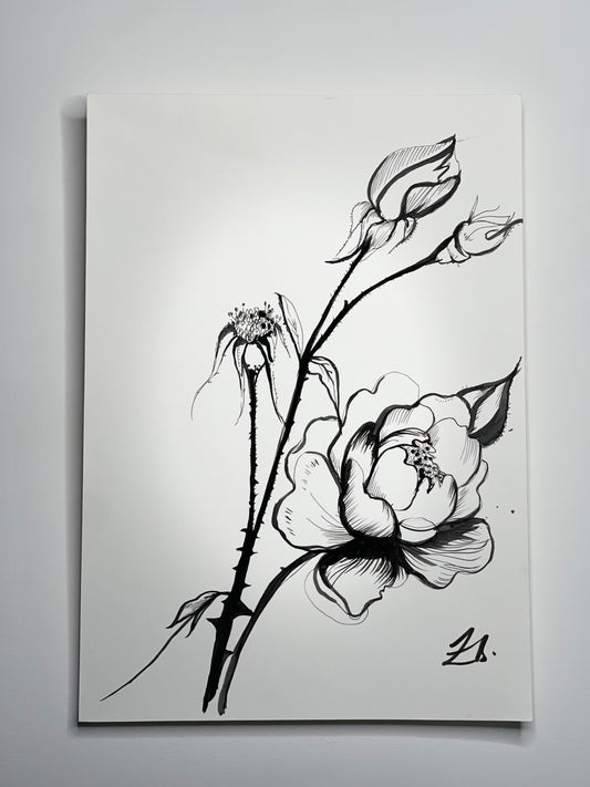 Blühende Rose - Originalillustration